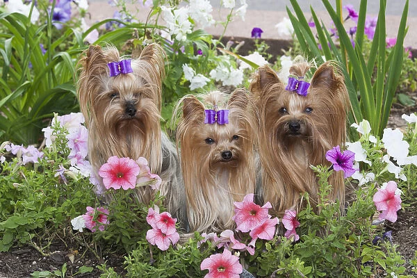 Purebred Yorkshire Terrier in flowers