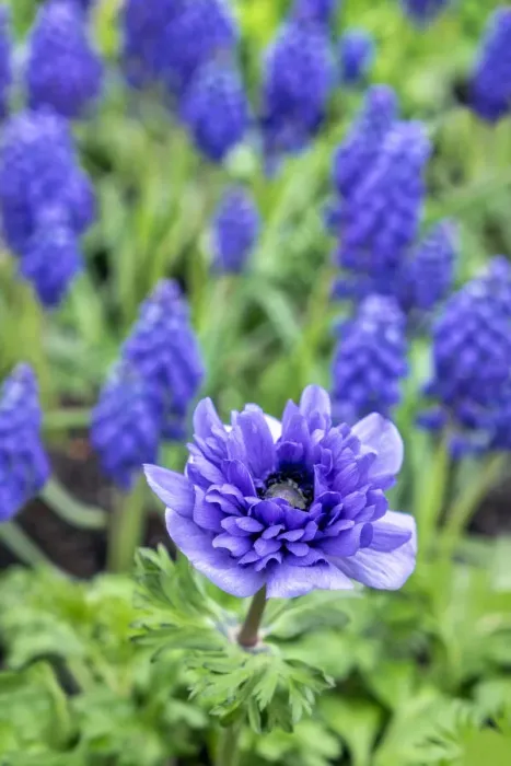 Framed Print : Purple anemone, USA Framed Print : Purple anemone, USA
