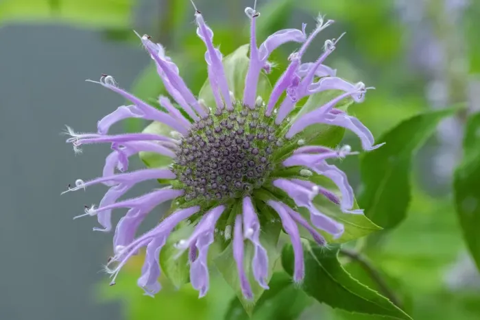 Framed Print : Purple beebalm Framed Print : Purple beebalm