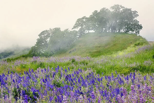 Purple and blue lupine flowers and tree in fog, Bald Hills Road, California