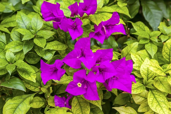 Purple Bougainvillea Green Leaves San Miguel de Allende Mexico Bougainvillea Spectablis