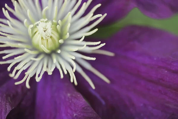 Purple clematis bloom