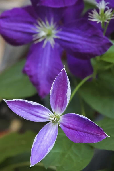 Purple clematis flowers