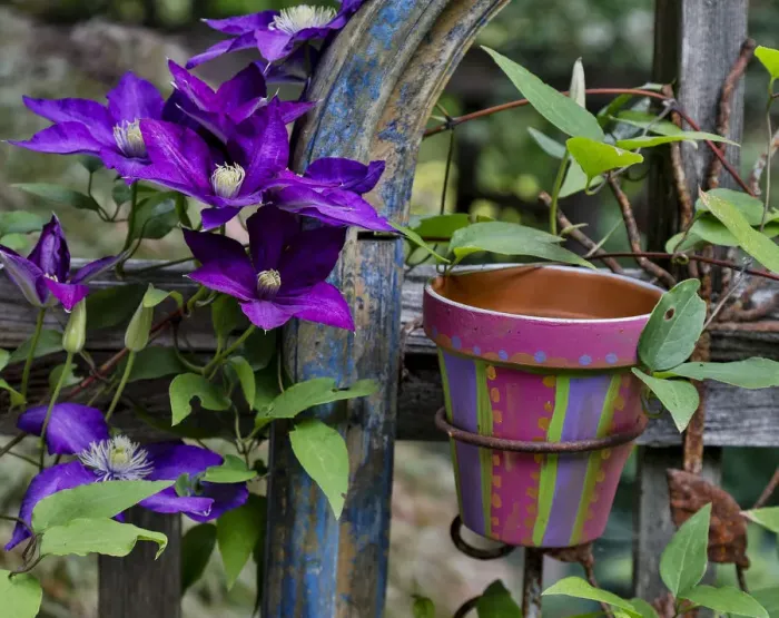 Framed Print : Purple clematis and pot climbing fence, Sammamish, Washington State Framed Print : Purple clematis and pot climbing fence, Sammamish, Washington State