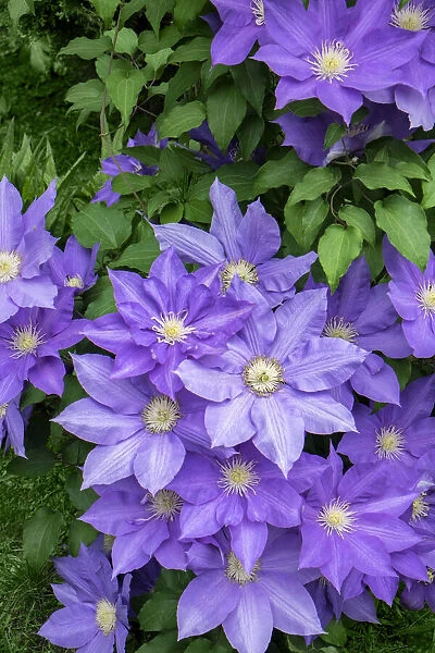 Purple Clematis, USA