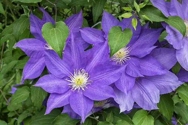 Purple Clematis, USA
