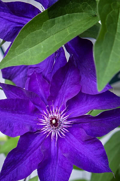 Purple clematis, USA
