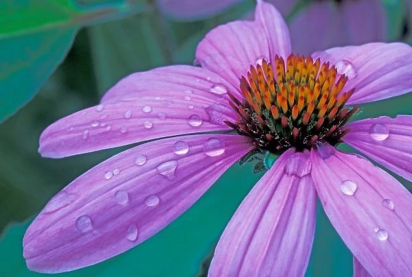 Purple Cone flower with water drops