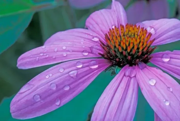 Framed Print : Purple Cone flower with water drops Framed Print : Purple Cone flower with water drops