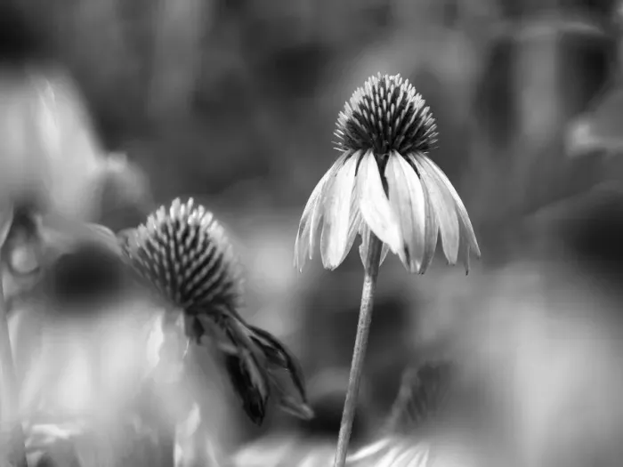 Framed Print : Purple coneflower, black and white, Day Preserve, Illinois