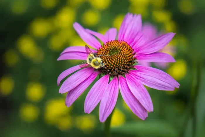 Framed Print : Purple Coneflower, USA Framed Print : Purple Coneflower, USA