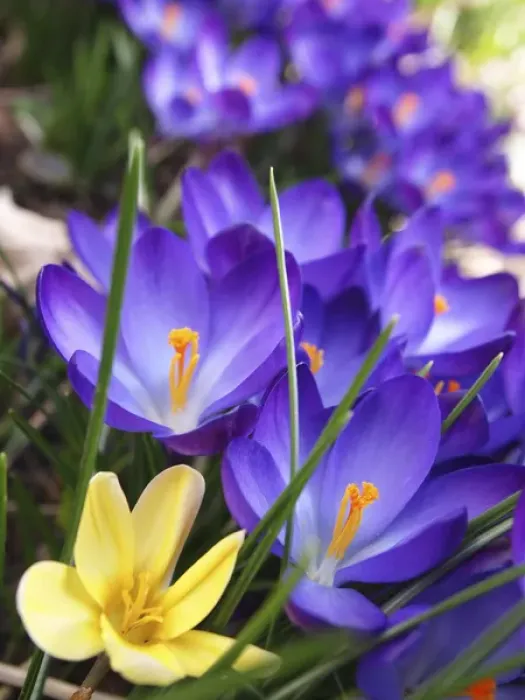 Framed Print : Purple crocus Framed Print : Purple crocus