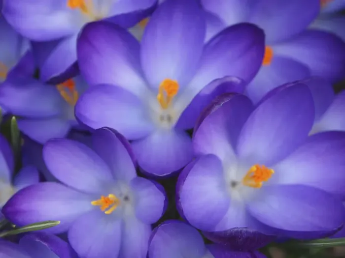 Framed Print : Purple Crocus Flowers Framed Print : Purple Crocus Flowers