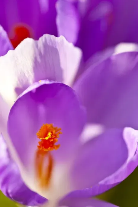 Framed Print : Purple crocus in a garden in Portsmouth, New Hampshire Framed Print : Purple crocus in a garden in Portsmouth, New Hampshire
