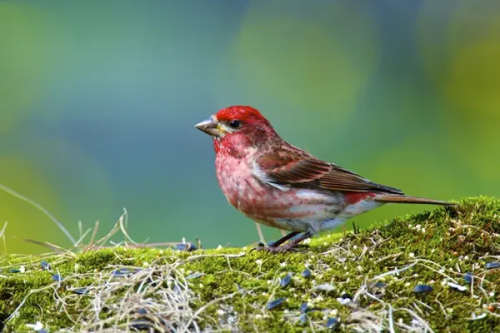 Framed Print : Purple finch. (Haemorhous purpureus). Male Framed Print : Purple finch. (Haemorhous purpureus). Male