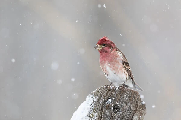 Purple finch male on fence post in snow, Marion County, Illinois