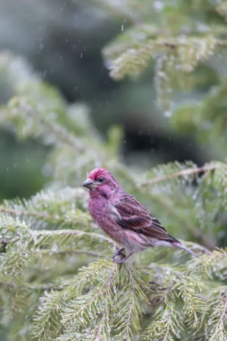 Framed Print : Purple finch male in fir tree in winter, Marion County, Illinois Framed Print : Purple finch male in fir tree in winter, Marion County, Illinois
