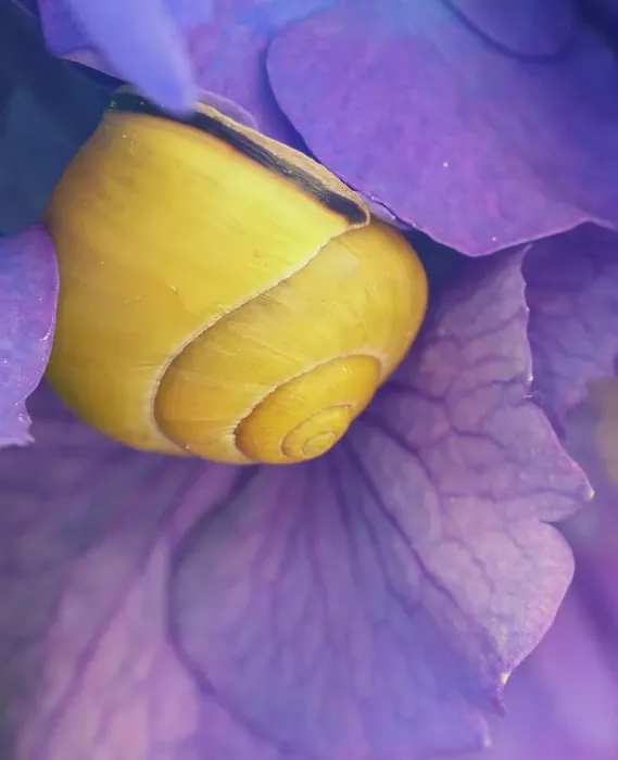 Framed Print : Purple flower with yellow snail Framed Print : Purple flower with yellow snail