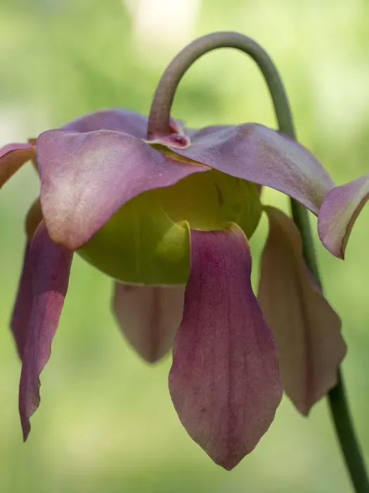 Framed Print : The purple flowers of the Pitcher plant, Sarracenia, a carnivorous plant Framed Print : The purple flowers of the Pitcher plant, Sarracenia, a carnivorous plant