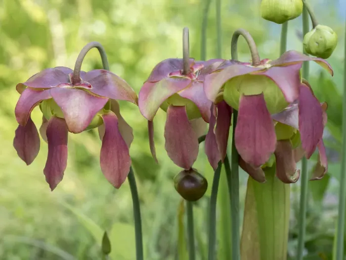 Framed Print : The purple flowers of the Pitcher plant, Sarracenia, a carnivorous plant Framed Print : The purple flowers of the Pitcher plant, Sarracenia, a carnivorous plant