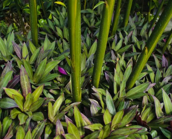 Framed Print : Purple fringe ground cover with stalks, Poipu, ffKauai, Hawaii Framed Print : Purple fringe ground cover with stalks, Poipu, ffKauai, Hawaii