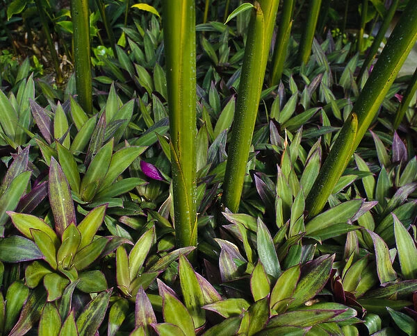 Purple fringe ground cover with stalks, Poipu, ffKauai, Hawaii