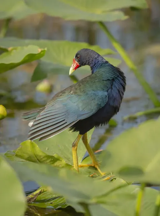 Framed Print : Purple gallinule, Arthur R. Marshall Loxahatchee National Wildlife Refuge, Marsh Trail