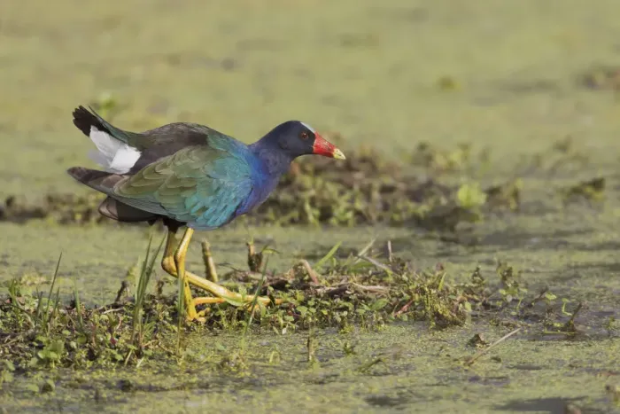 Framed Print : Purple gallinule foraging for food Framed Print : Purple gallinule foraging for food