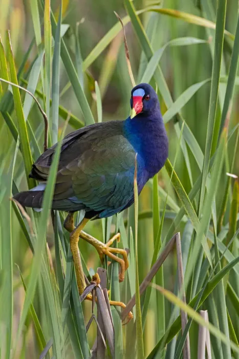 Framed Print : Purple Gallinule (Porphyrio martinica) perched in cattails Framed Print : Purple Gallinule (Porphyrio martinica) perched in cattails