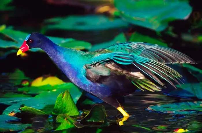 Framed Print : Purple Gallinule (Porphyrula martinica) foraging. USA, Florida, Everglades National Park Framed Print : Purple Gallinule (Porphyrula martinica) foraging. USA, Florida, Everglades National Park