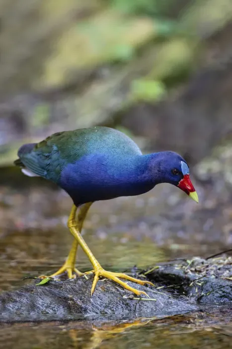 Framed Print : Purple gallinule (Porphyrula martinica) foraging