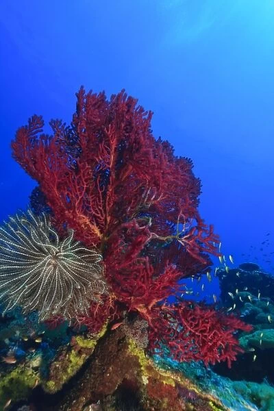 Purple Gorgonian Sea Fan and attached crinoid, Raja Ampat region of Papua (formerly