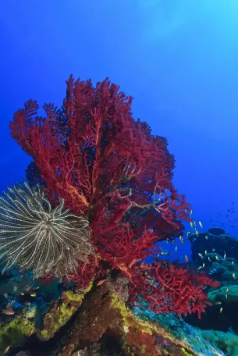 Framed Print : Purple Gorgonian Sea Fan and attached crinoid, Raja Ampat region of Papua (formerly