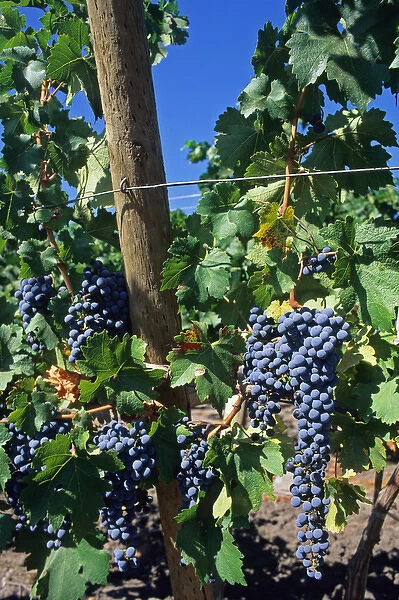 Purple grapes on the vine at a vineyard in Curico, Chile. chile, chilean, chiano