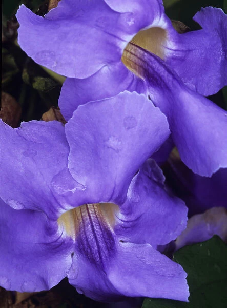 Purple Hawaiian flower