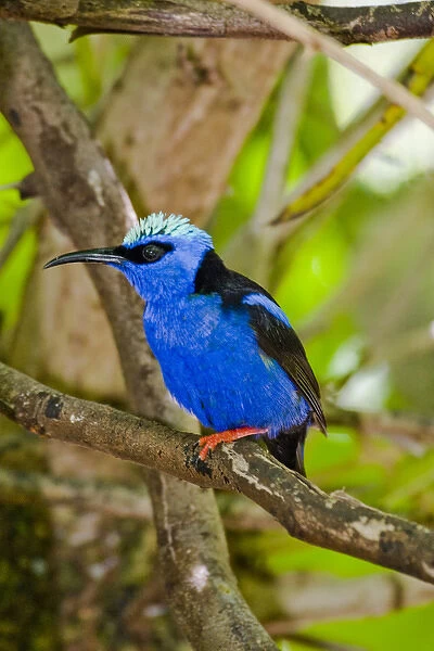 The Purple Honeycreeper, Cyanerpes caeruleus, is a small bird in the tanager family