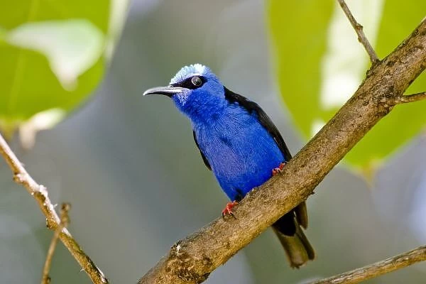 The Purple Honeycreeper, Cyanerpes caeruleus, is a small bird in the tanager family