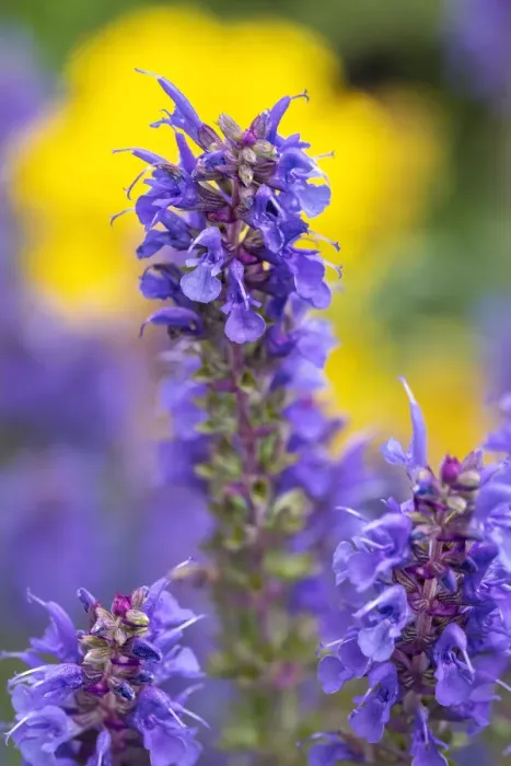 Framed Print : Purple Hyssop Framed Print : Purple Hyssop
