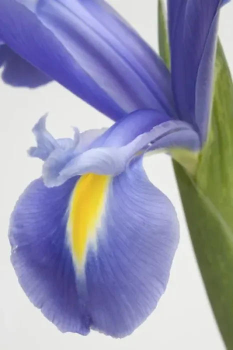 Framed Print : Purple iris
