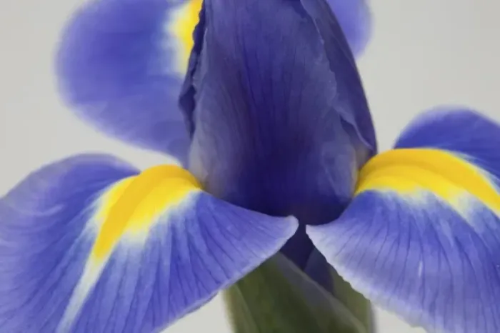 Framed Print : Purple iris