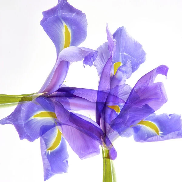Purple iris abstract