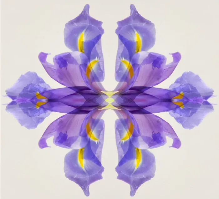 Framed Print : Purple iris abstract
