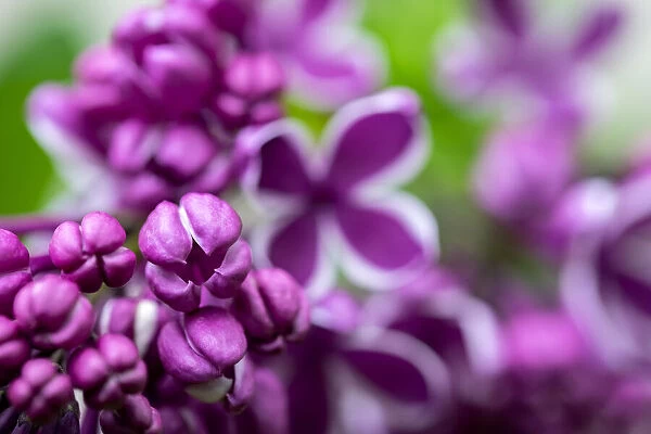 Purple lilac, USA