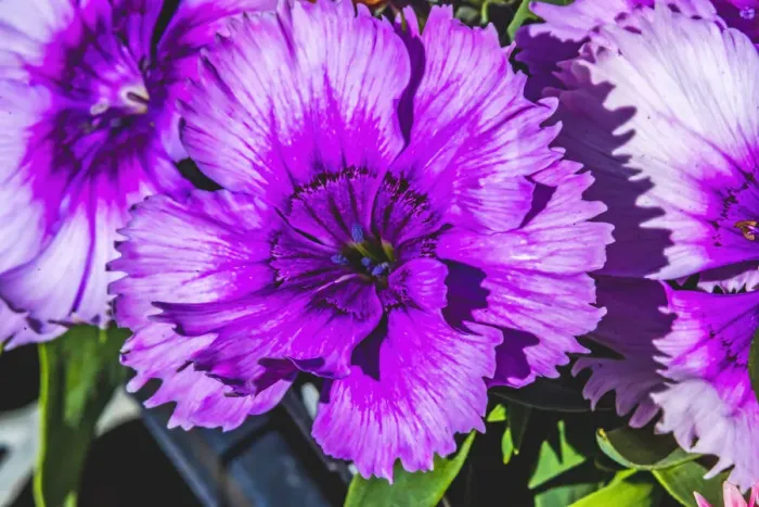 Framed Print : Purple Lobelia, Bellevue, Washington State