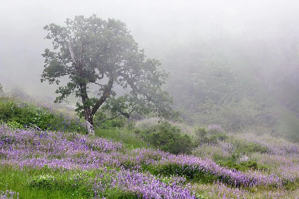 Purple Lupine flowers and tree in fog, Bald Hills Road, California