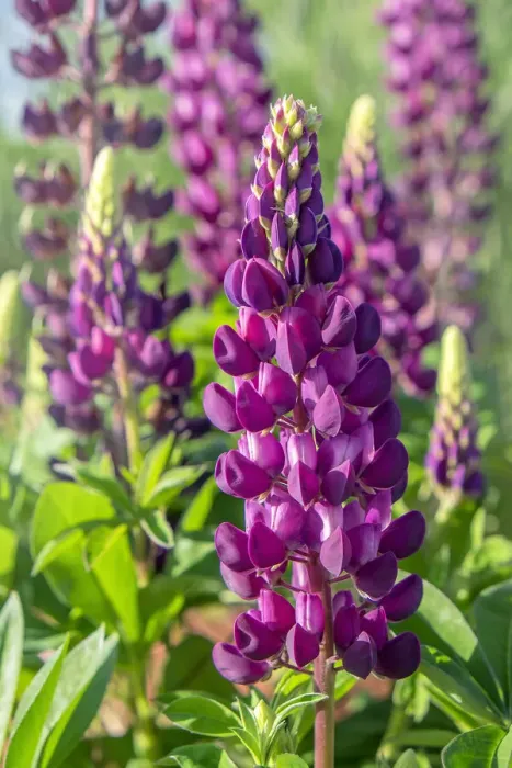 Framed Print : Purple Lupine, USA Framed Print : Purple Lupine, USA