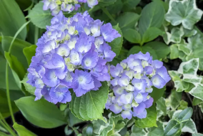 Framed Print : Purple Mophead hydrangea, USA Framed Print : Purple Mophead hydrangea, USA