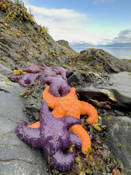 Framed Print : Purple and orange starfish on shore at low tide, Alaska, USA Framed Print : Purple and orange starfish on shore at low tide, Alaska, USA