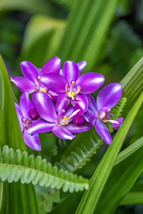 Framed Print : Purple orchid Framed Print : Purple orchid