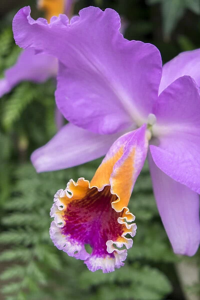 purple orchid, USA